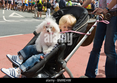 Junge und Pudel im Kinderwagen zu Beginn der Mann V Pferderennen bei Llanwrtyd Wells Powys Mid Wales UK Stockfoto