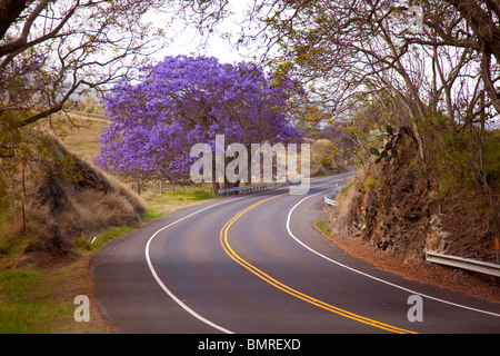 Jacaranda-Baum, Weg zum Haleakala, Upcounty Maui, Hawaii Stockfoto