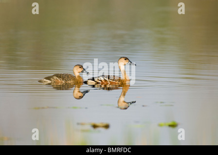 Gefiederte Pfeifen Ente sDendrocygna Eytoni Mareeba Wetlands Queensland Australien Stockfoto