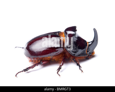 Rhino Käfer männlichen auf weißem Hintergrund. Stockfoto