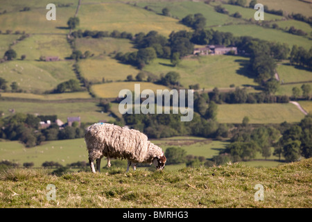 UK, Derbyshire, Vale Edale Schafbeweidung auf Mam Tor Stockfoto