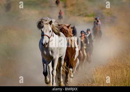 Reiten im Süden Islands Stockfoto