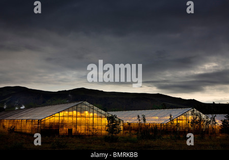 Die Menschen in Hveragerði Island nutzen Erdwärme für die Beheizung der Gewächshäuser. Stockfoto