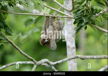 Drei-toed Sloth, Bradypus variegatus, in der 265 Hektar Regenwald Metropolitan Park, Panama City, Republik Panama. Stockfoto