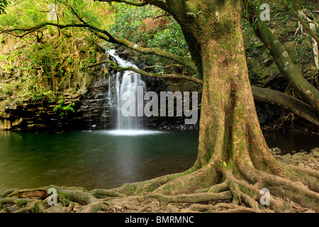 Twin Falls, Hana Küste, Maui, Hawaii zu senken Stockfoto