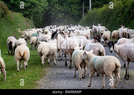 Schafherde stürzte im Feldweg. Landwirtschaft im ländlichen Wales Horizontal104822 Sheep Stockfoto