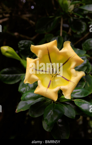Tasse Gold, Garten Eden, Botanischer Garten, Hana Küste, Stockfoto