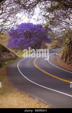 Jacaranda-Baum, Weg zum Haleakala, Upcounty Maui, Hawaii Stockfoto