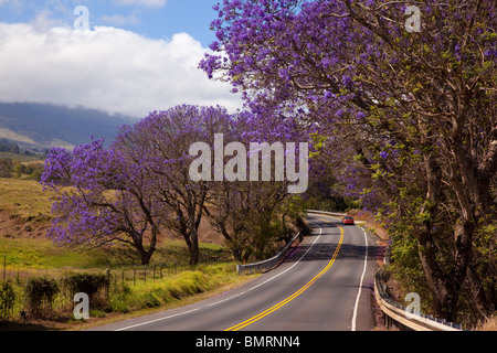 Jacaranda-Baum, Weg zum Haleakala, Upcounty Maui, Hawaii Stockfoto