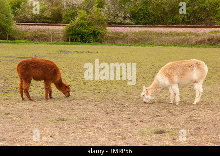 Alpakas in der Moo spielen Farm in Brampton In Suffolk, England, Großbritannien, Uk Stockfoto