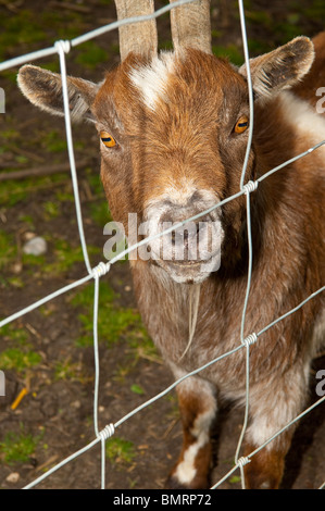 Eine Ziege bei The Moo spielen Farm in Brampton In Suffolk, England, Großbritannien, Uk Stockfoto