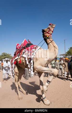 Kamel-Ausstellung. Nagaur Viehmarkt. Rajasthan. Indien Stockfoto