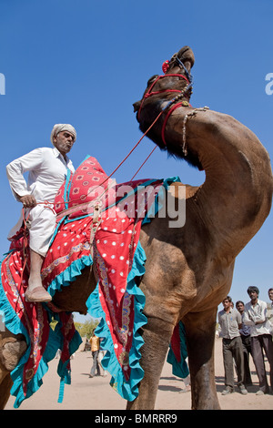 Kamel-Ausstellung. Nagaur Viehmarkt. Rajasthan. Indien Stockfoto