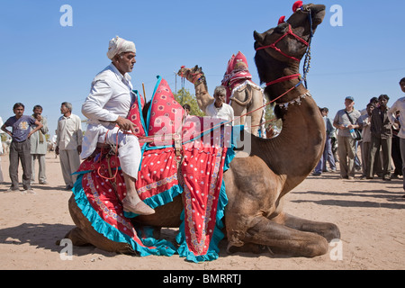 Kamel-Ausstellung. Nagaur Viehmarkt. Rajasthan. Indien Stockfoto