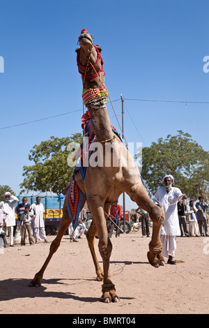 Kamel-Ausstellung. Nagaur Viehmarkt. Rajasthan. Indien Stockfoto