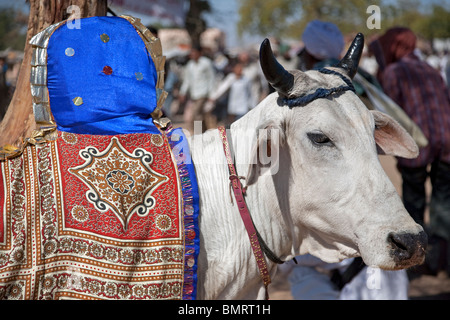 Ochsen verziert mit traditionellen Kostümen. Nagaur Viehmarkt. Rajasthan. Indien Stockfoto
