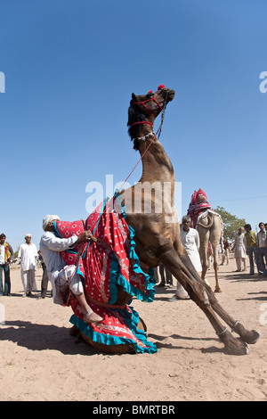 Kamel-Ausstellung. Nagaur Viehmarkt. Rajasthan. Indien Stockfoto