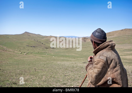 Schäfer, David Gareja Klosterkomplex, Georgien, Aserbaidschan Grenze Stockfoto