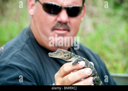 Ein Tierführer hält ein wildes Baby Alligator in seiner Hand Lake Martin, im Atchafalaya Sumpf Becken, in der Nähe von Lafayatte, Louisiana, USA. Stockfoto