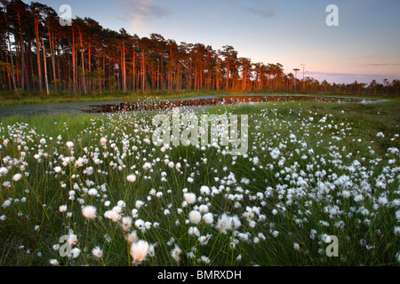 Blühende Hares-Tail Wollgras (Wollgras Vaginatum) im Moor, Frühjahr 2010, Stockfoto