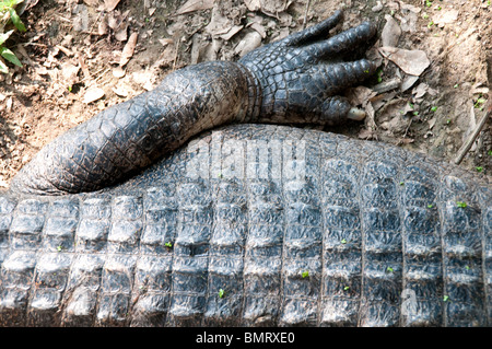 Ein wilder erwachsener amerikanischer Alligator am Rande eines Sumpfes im Atchafalaya National Wildlife Refuge, im südlichen Louisiana, USA. Stockfoto