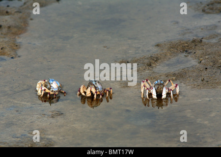 Drei hellblaue Soldat Krabben, Mictyris Longicarpus, Fütterung in Sand bei Ebbe. Stockfoto