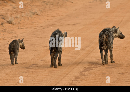 Hyänen (Crocuta Crocuta) - drei Hyäne Jungtiere zu Fuß auf der Straße - Tsavo East Nationalpark, Kenia, Ostafrika, Afrika entdeckt Stockfoto