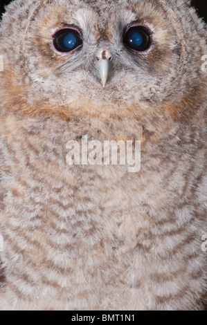 Eine junge Waldkauz (Strix Aluco) Küken hautnah bei ungefähr einen Monat alt im Vereinigten Königreich Stockfoto