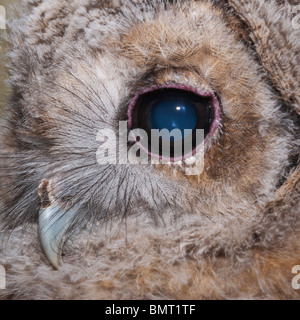 Eine junge Waldkauz (Strix Aluco) Küken hautnah bei ungefähr einen Monat alt im Vereinigten Königreich Stockfoto