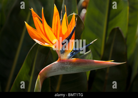 Kran Blume, Papegojblomma (Strelitzia reginae) Stockfoto