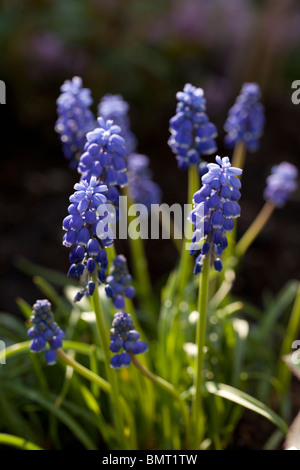 Traubenhyazinthen, Pärlhyacint (Muscari botryoides) Stockfoto