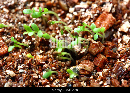 Keim Knospe von Klee, Pflanzen auf eine Brutstätte, Nährböden Stockfoto