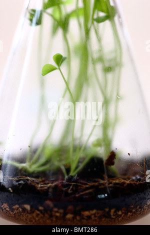 Keim Knospe von Klee, Pflanzen auf eine Brutstätte Nährböden in einen Erlenmeyerkolben, Arbeit. Stockfoto