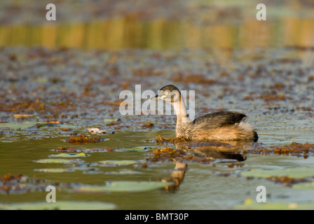 Australasian Grebe Tachybaptus Novaehollandiae Mareeba Wetlands-Queensland-Australien Stockfoto