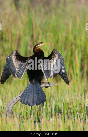 Australische Darter Anhinga Novaehollandiae trocknen es ist Flügel Mareeba Wetlands-Queensland-Australien Stockfoto