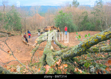 Alt und groß Flaum-Eiche (Quercus Pubescens) scheiterte nach unten durch den wind Stockfoto