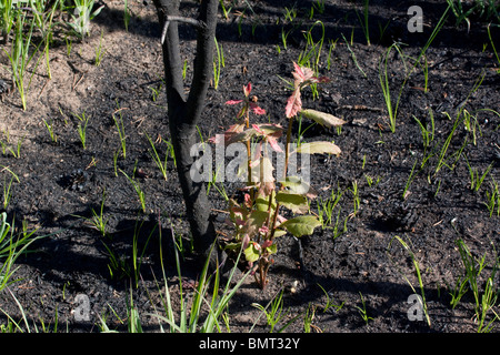 Junge Eiche Bäumchen erholt sich von Wald Feuer Northern Michigan USA Stockfoto