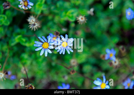 Wassertropfen auf blaue daisy flowers, wild Aster, (Felicia aethiopica) im kirstenbosch National Botanical Gardens, Cape Town, Südafrika. Stockfoto