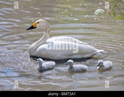 Bewick ´s Schwan (Cygnus Columbianus Bewickii) und Cygnets. UK Stockfoto