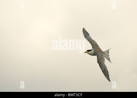 Crested Tern Thalasseus Bergii fliegen Australien Stockfoto