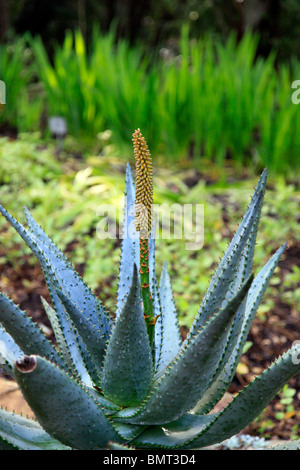 Aloe Ferox, sukkulenten Pflanzen im Botanischen Garten Kirstenbosch, Kapstadt. Stockfoto