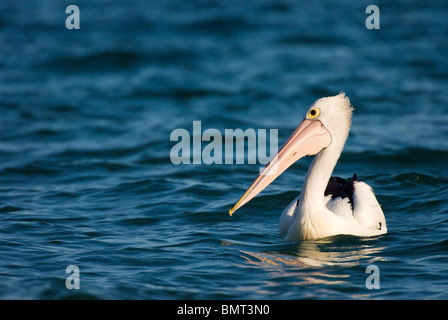 Australischer Pelikan Pelecanus Conspicillatus auf Wasser Gold Coast Australien Stockfoto