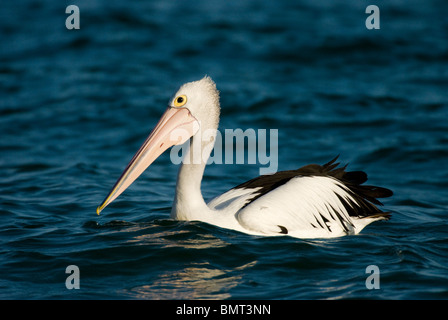 Australischer Pelikan Pelecanus Conspicillatus auf Wasser Gold Coast Australien Stockfoto