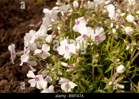 Moos-Phlox (Phlox Subulata) "Amazing Grace" Stockfoto