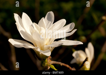 Star Magnolia, Stjärnmagnolia (Magnolia stellata) Stockfoto