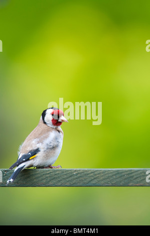 Stieglitz in einem Garten Stockfoto