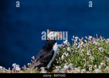 Papageitaucher auf Skomer Island Pembrokeshire, Wales, umgeben von Meer Campion Blumen Stockfoto