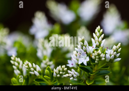 Hebe Vernicosa, lackiert Hebe in Blüte im Juni Stockfoto