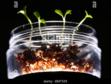Keim Knospe von Klee, Pflanzen auf eine Brutstätte Nährböden, in eine Glasschüssel, Arbeit Stockfoto
