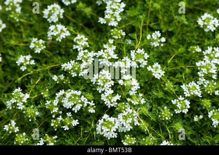 Thymus Serpyllum 'Schneewehe', Creeping oder wilder Thymian blüht im Frühsommer Stockfoto